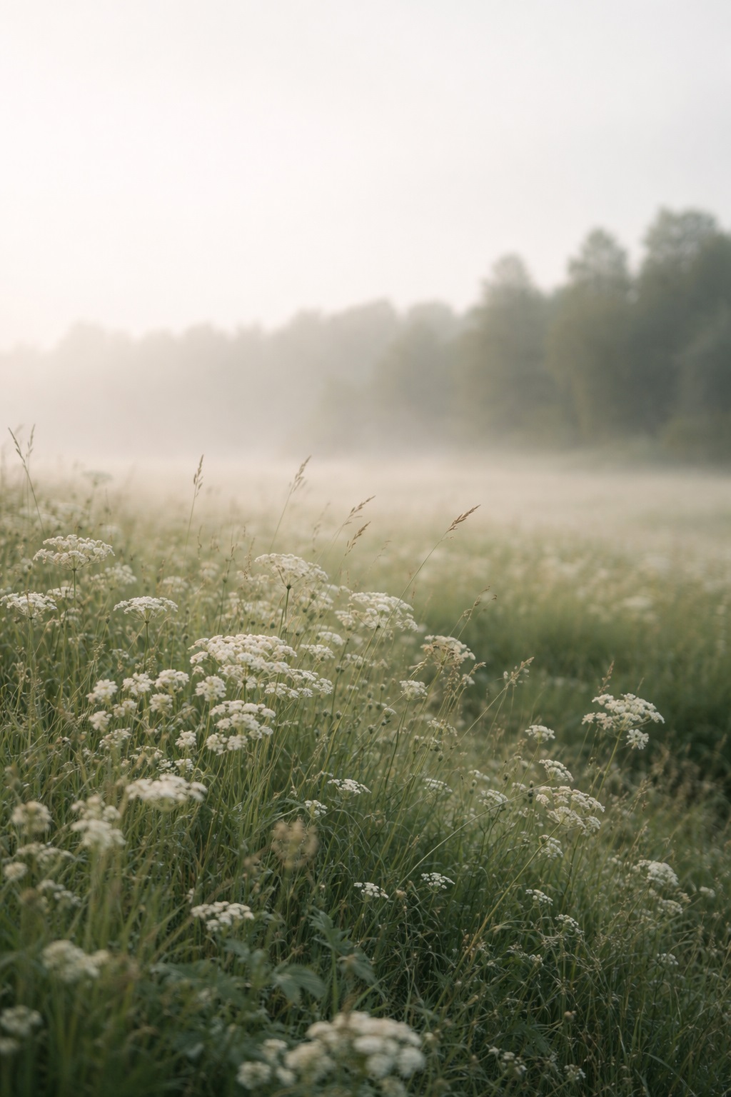 Blomstermark i blødt morgenlys